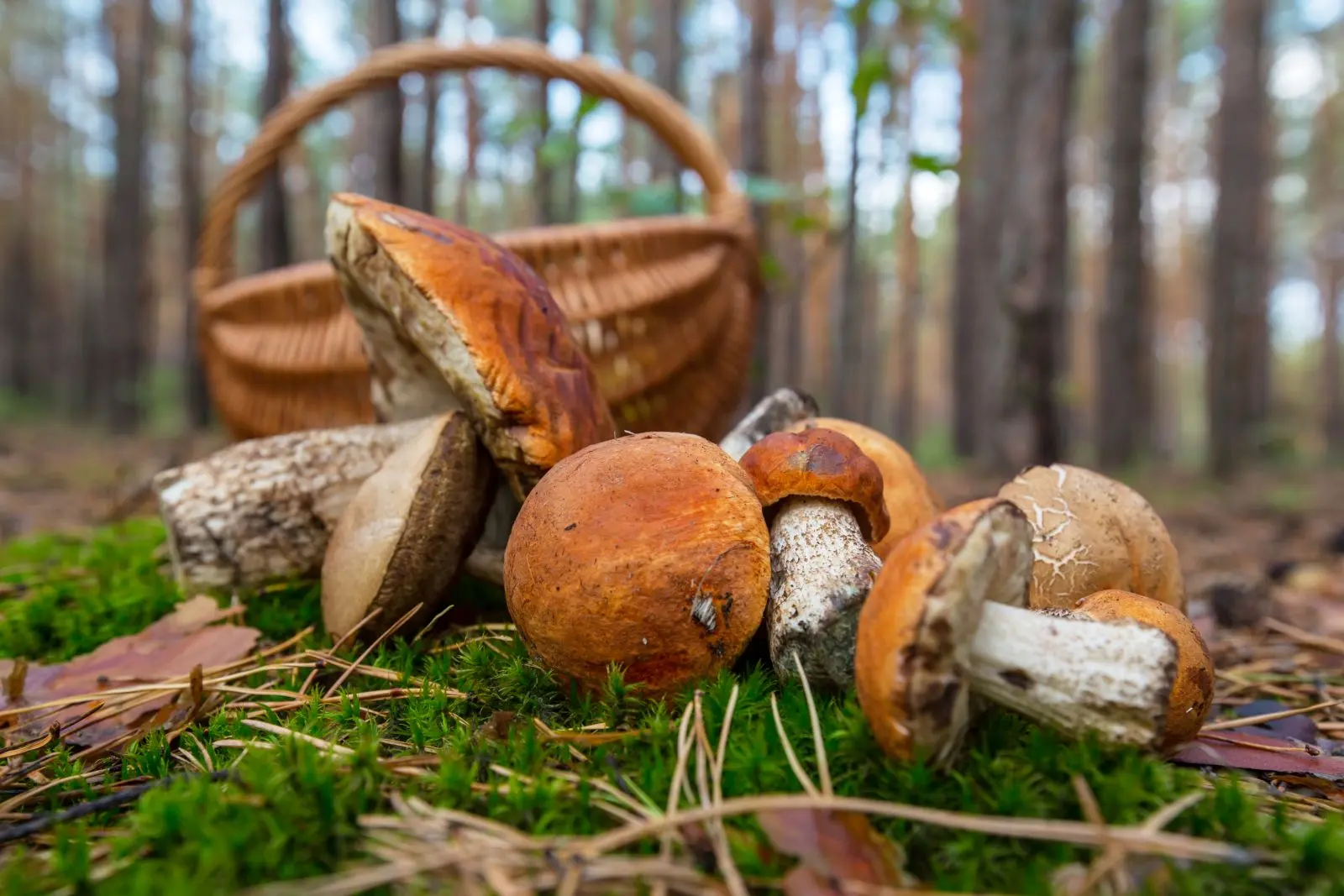Boletus edulis